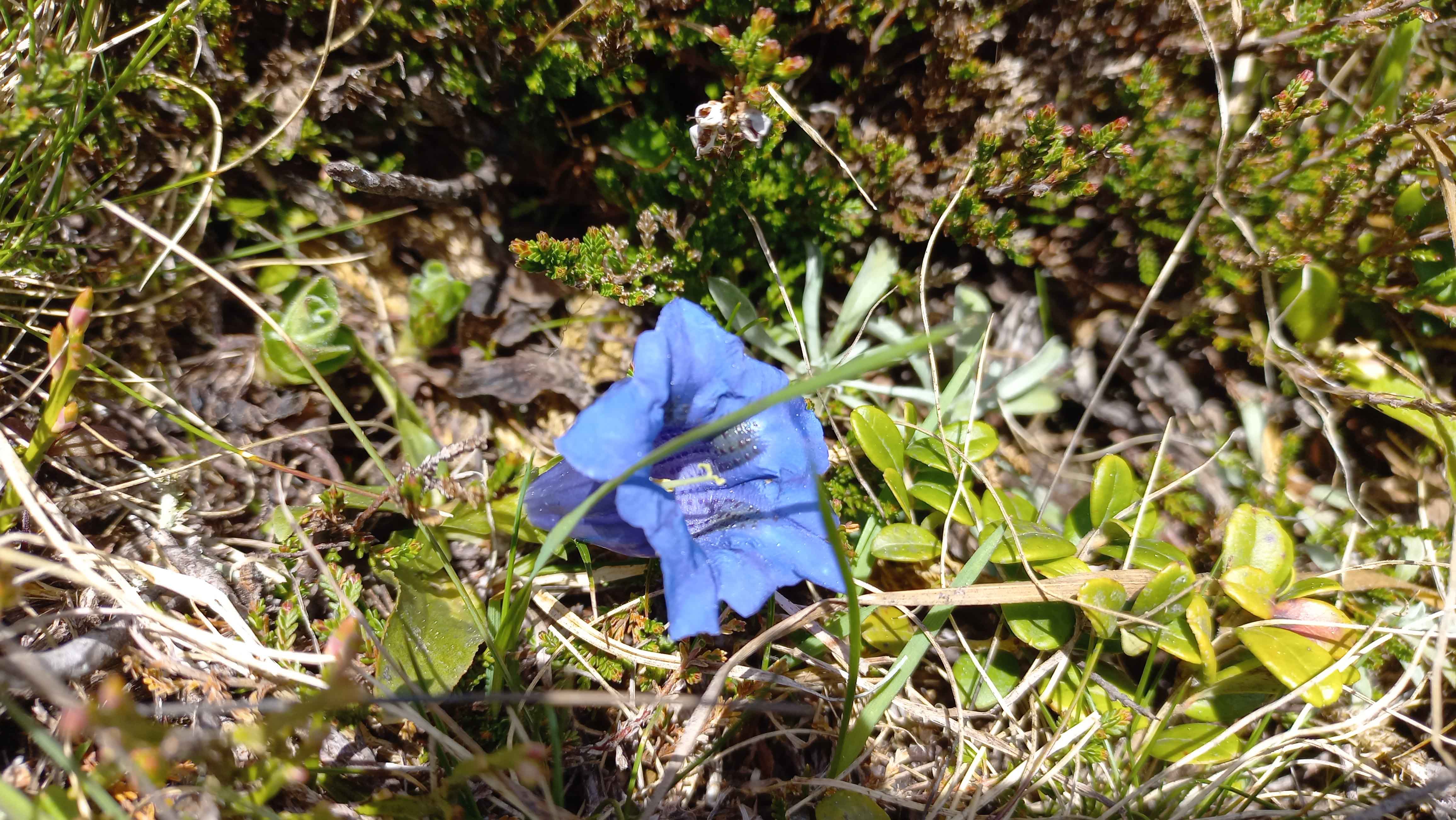 Gentian