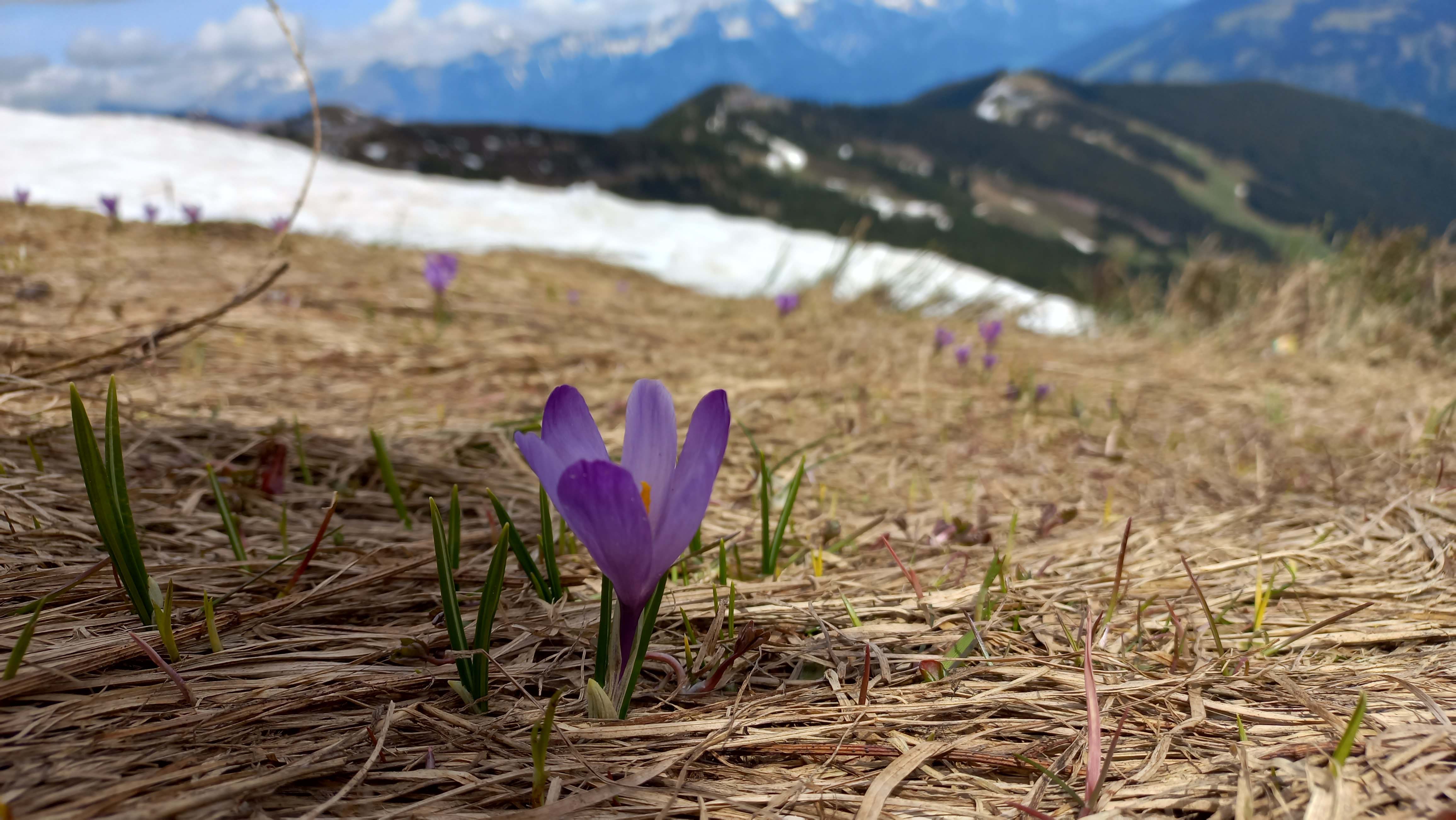 Alpine flowers in the snow: How mountain flora survives under the white blanket â€“ Bergundbahn.com