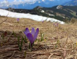 Alpine flowers in the snow