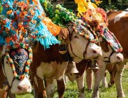 Veranstaltungskalender Alpen 2025: Feste, Traditionen & Sportevents nach Saison