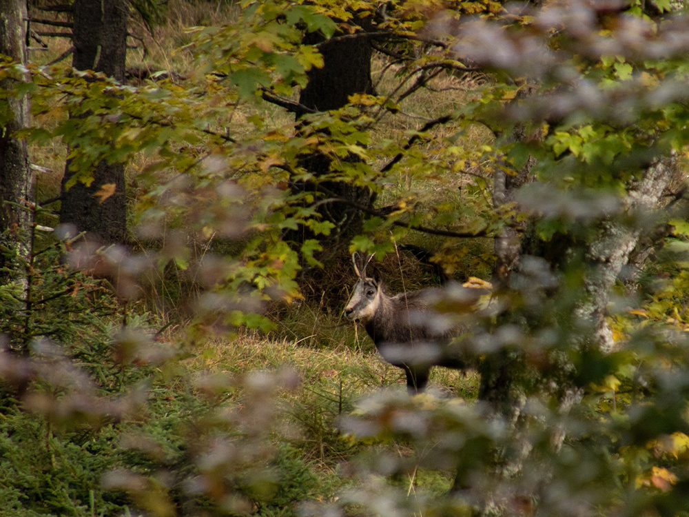 Chamois in the Alps: Identification, lifestyle and interesting facts â€“ Bergundbahn.com