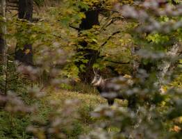Gemzen in de Alpen: Herkenning, leefwijze en bijzondere weetjes