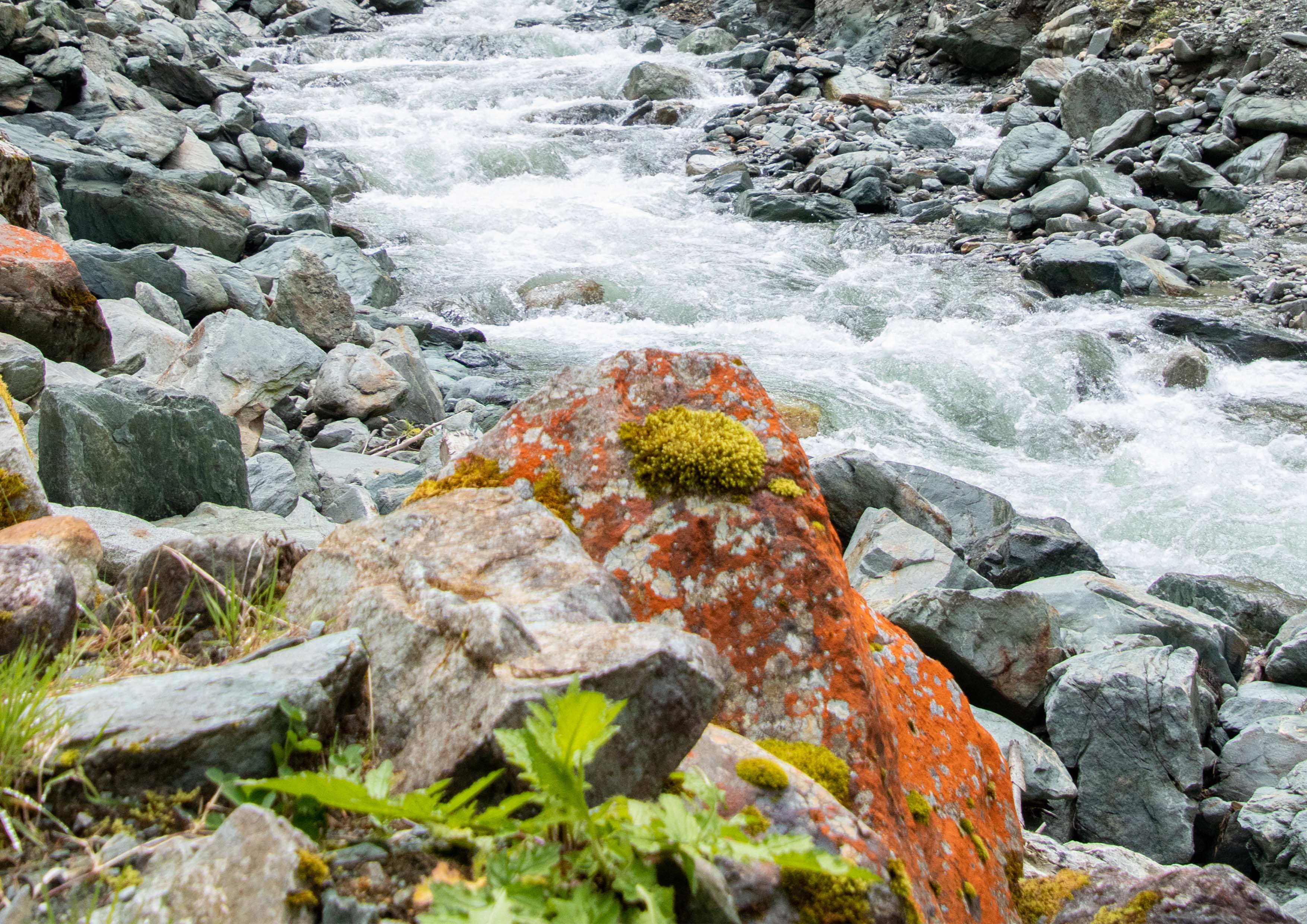 Lichens in the Alps - Bergundbahn.com Lichens in the Alps - Bergundbahn.com