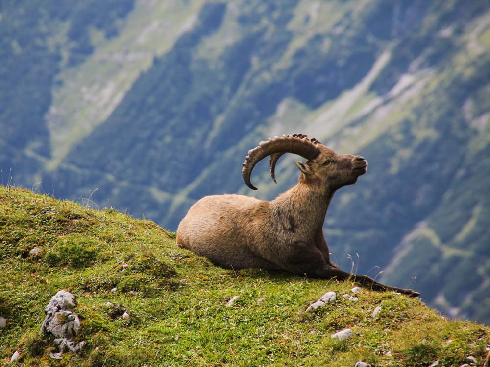 The Alpine ibex, the ibex of the alps - Bergundbahn.com The Alpine ibex, the ibex of the alps - Bergundbahn.com