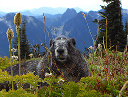 Murmeltiere â€“ Alpenmarmot