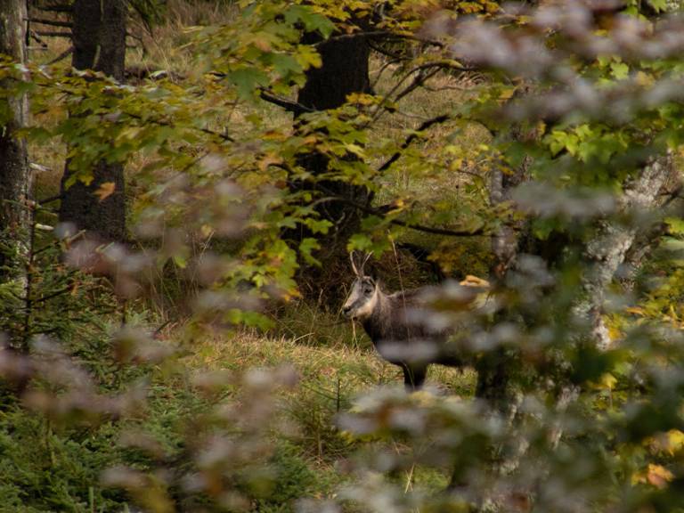 Gemzen in de Alpen: Herkenning, leefwijze en bijzondere weetjes